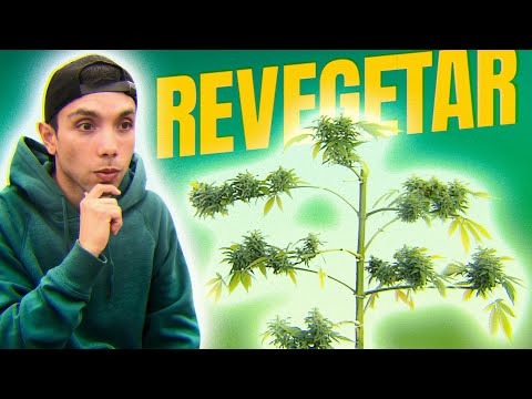 Cómo Revegetar una Planta de Marihuana