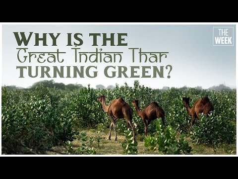 Why India’s Thar Desert is turning green | THE WEEK EXCLUSIVE | Climate change | Documentary Film