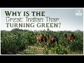 Why India S Thar Desert Is Turning Green THE WEEK EXCLUSIVE Climate Change Documentary Film