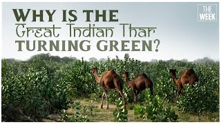 Why India’s Thar Desert is turning green | THE WEEK EXCLUSIVE | Climate change | Documentary Film