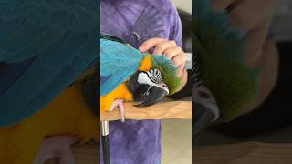 Meet My Macaw #amazing #birds