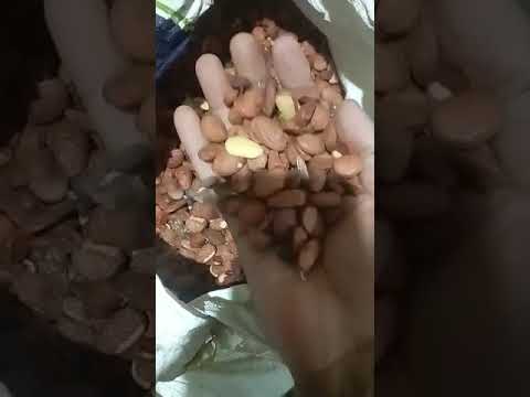 Brown karanj seed, for agriculture, packaging size: 10 kg,25...