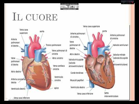 Lato sinistro dolorante quando sdraiato sulla schiena Storia della malattia in terapia osteocondrosi della colonna cervicale