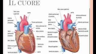 Il cuore: spiegazione semplice del cuore e dell' apparato circolatorio