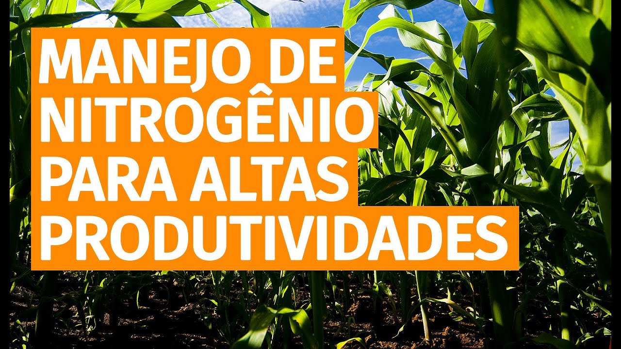 O manejo de Nitrogênio em milho para altas produtividades