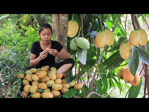 Survival in the rainforest: Finding Natural golden fruit for Food in jungle