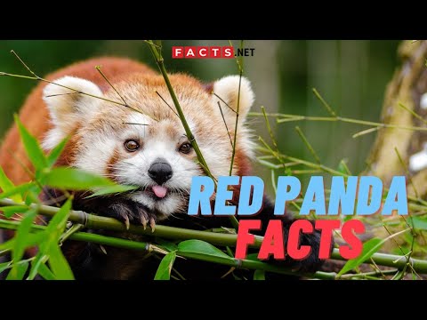 Adorable Red Panda Facts You Didn't Know