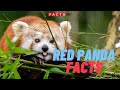 Adorable Red Panda Facts You Didn't Know