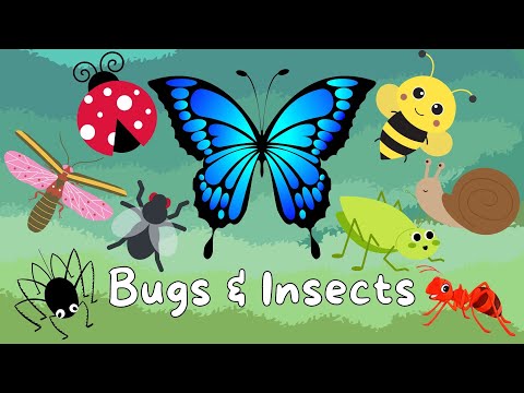 Bugs and Insects | Video Flash Cards | Learn Bugs and Insects for Kids (Educational Video for Kids)