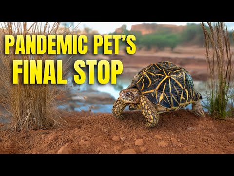 Tortoise was NOT Fed Cat Food for 50 Years: Life After Love 