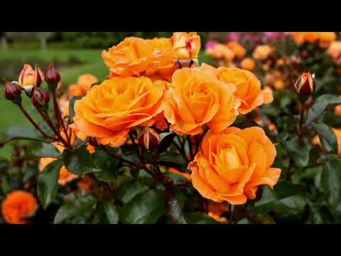 Opwekking 431 Laat een loflied op je lippen zijn 1B