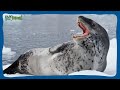 THE LEOPARD SEAL The Terror Of The Penguins