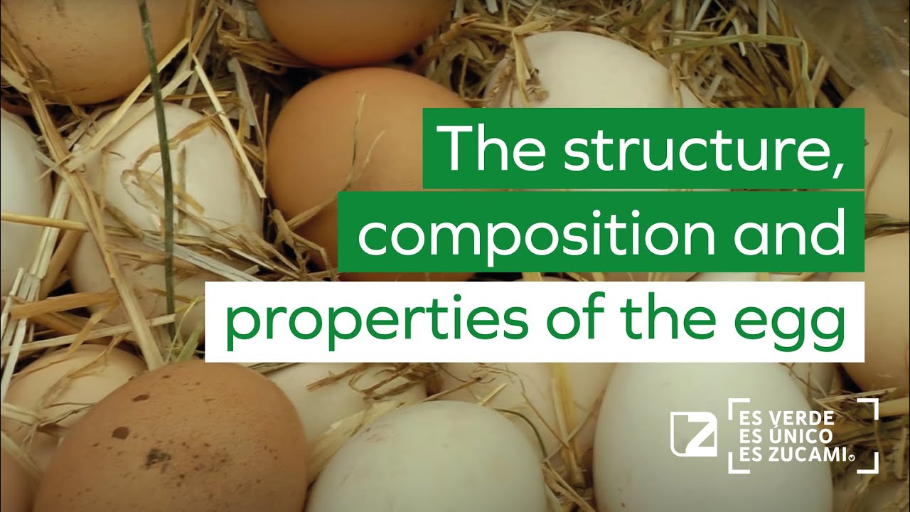 🥚 The structure, composition and properties of the egg. 🥚 The egg a great design of nature.