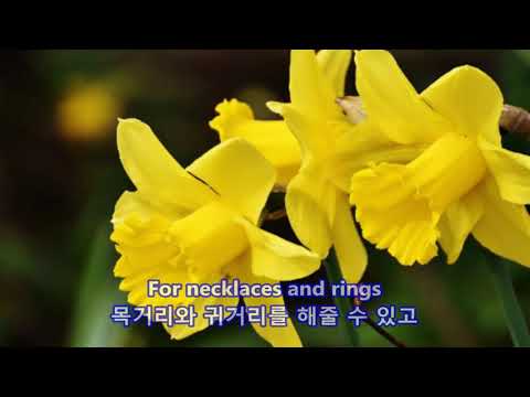 Seven Daffodils - Brothers Four: with Lyrics(가사번역)|| 일곱 송이 수선화