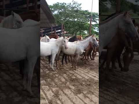 Cabalgatas ,alquiler de caballos para más información 3144038773 en San Juan de Arama Meta Colombia
