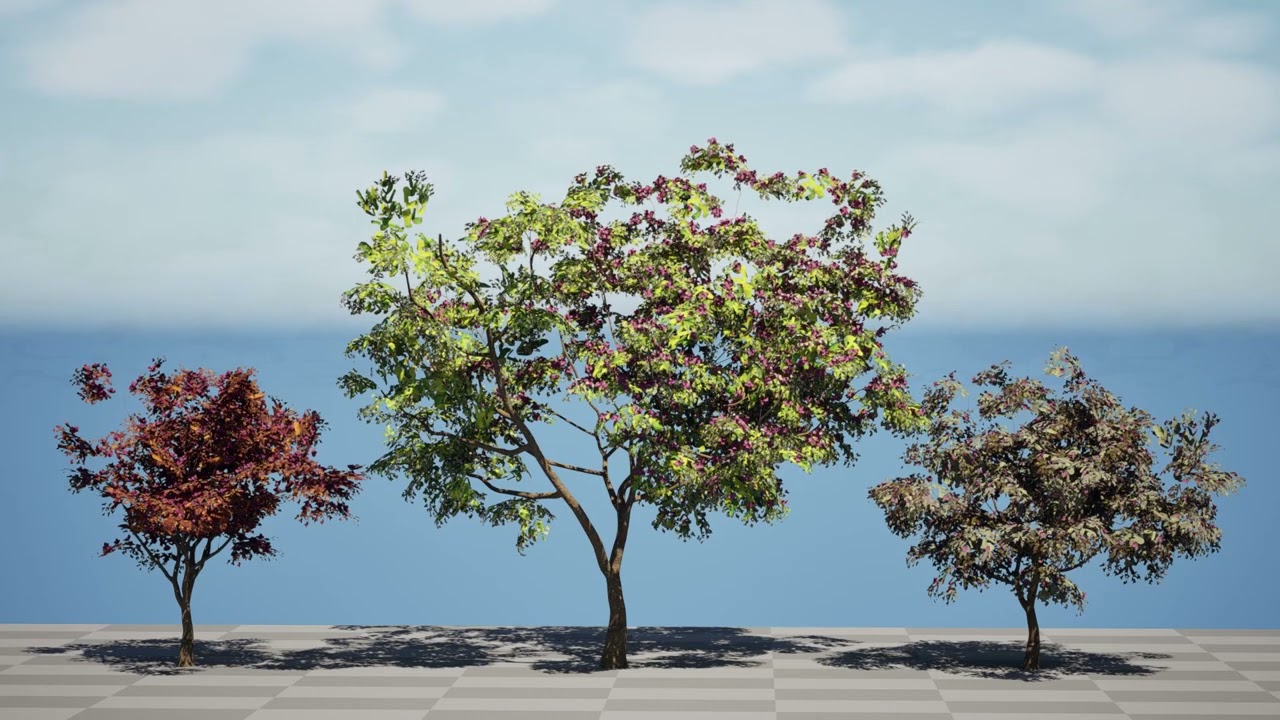 South African Combretum Kraussii Trees Pack 3D Model