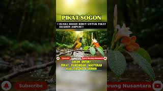 Download lagu Suara Pikat Sogon Ribut Paling Ampuh #pikatburung #sogongacor #shorts mp3 Download lagu Suara Pikat Sogon Ribut Paling Ampuh #pikatburung #sogongacor #shorts mp3