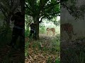 Sundarban Tiger Attack Danger Viral