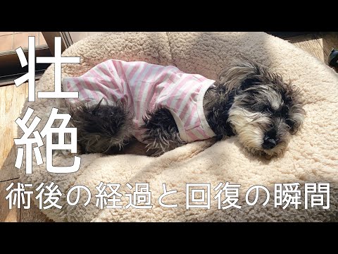 避妊手術をした犬は繁殖できるのでしょうか?