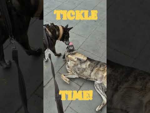 Volcano Eruption Leads Major Wingfield to Invent Tennis #comedyshorts #talltales #strangehistory