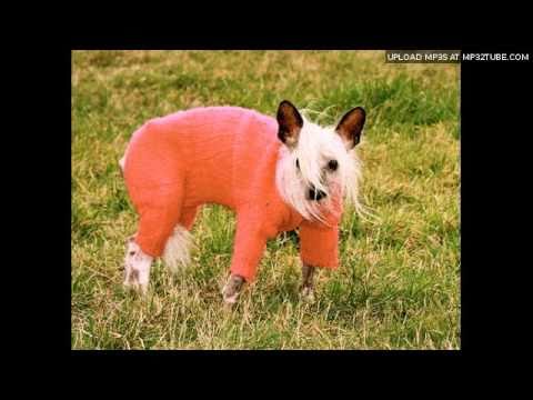 Wevie Stonder - Dutch Barge Dog