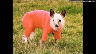 Wevie Stonder - Dutch Barge Dog
