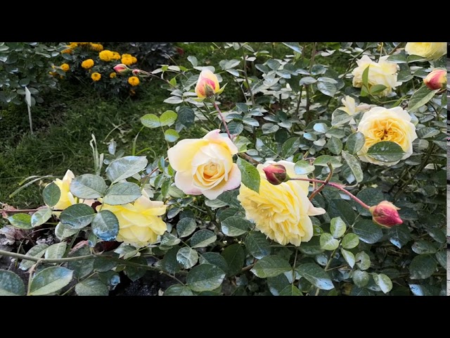 Роза Тизинг Джорджия (Teasing Georgia)ё