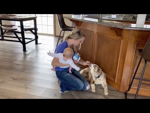 Muenster Freeze-Dried Beef Liver