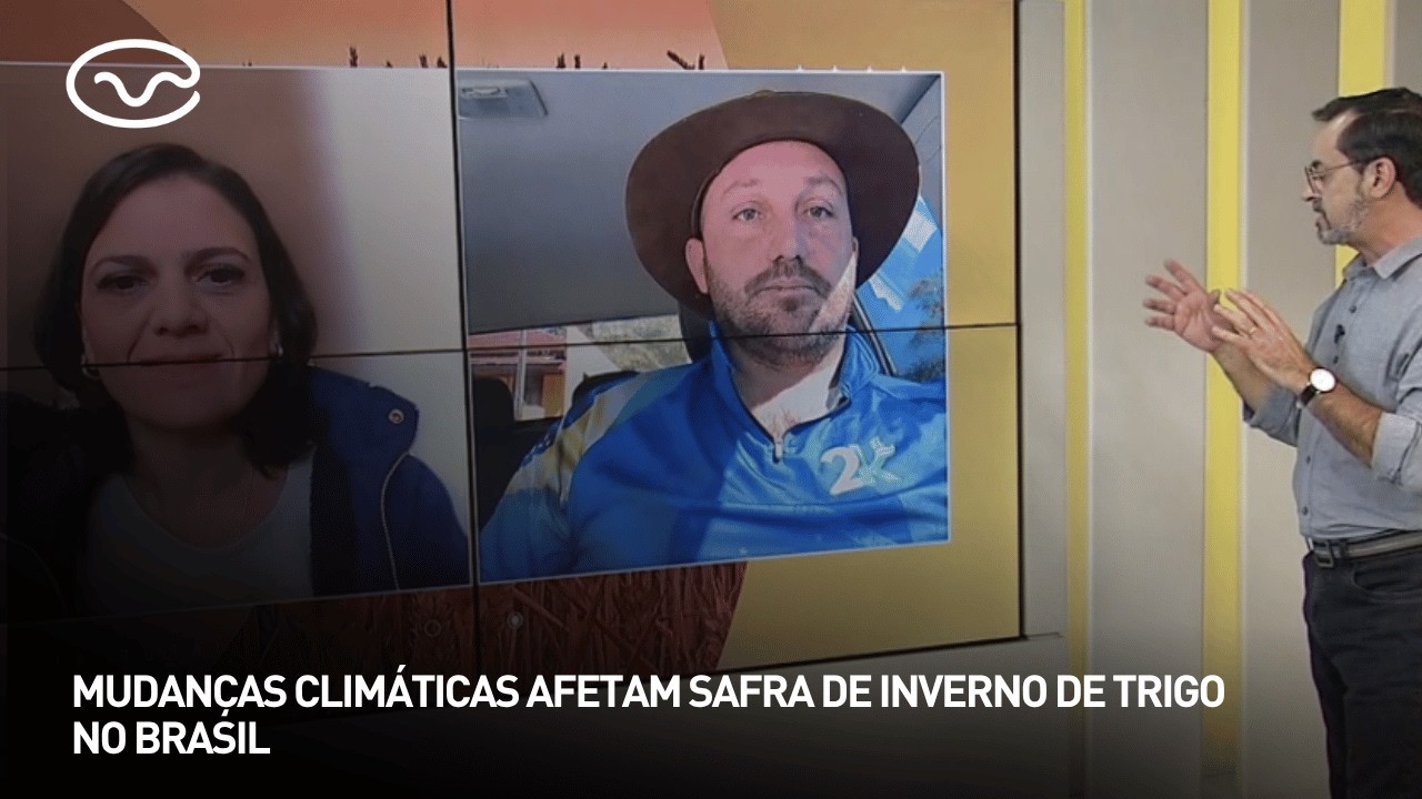 Mudanças climáticas afetam safra de inverno de trigo no Brasil