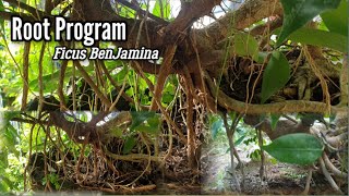 Download lagu Root Program Bonsai Ficus #bonsaificus @therisingofroninbonsai #viralvideo mp3