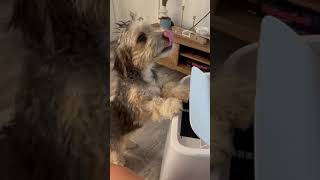 Video preview image #1 Mutt Puppy For Sale in Corona, CA, USA