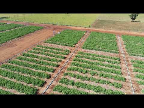 Experimentos com tomate em Abadia de Goiás