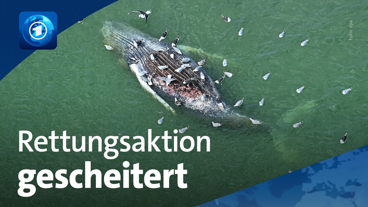 Toter Wal vor Dänemark ist gestrandeter Ostsee-Wal