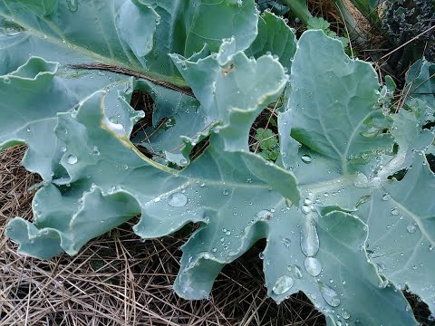 What is Sea Kale & How To Grow Sea Kale (Part 1 of 2)