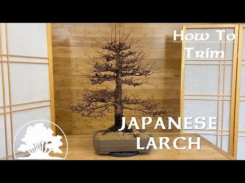 How To perform spring pruning on a Japanese Larch Bonsai - Greenwood Bonsai