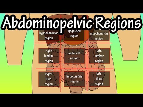 Abdominopelvic Quadrants And Regions - Abdominal Quadrants