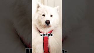I love my harness so muuch. #samoyed #サモエド #kawaii #funnydog #shorts #doglove #fluffydog