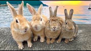 The Only Bunny Island in the World 🏝️🐇 Visiting Japan’s Rabbit Paradise ✨