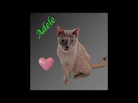 Adele, an adopted Domestic Short Hair in New York, NY_image-1