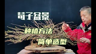 荀子盆景如何养好它，怎样用简单的方法去造型