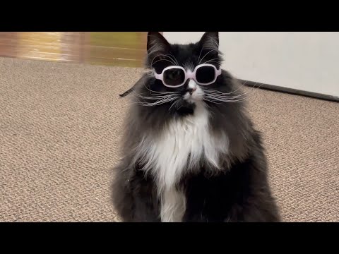 Truffles the Kitty gets Glasses for Colorblindness