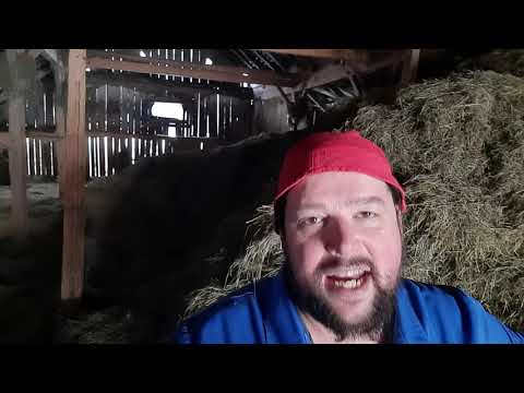 Hons muss Heu kaufen