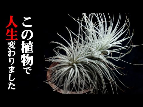 土を使わずに植物を植える: 私のティランジアが乾燥してしまうのはなぜですか?よくある4つの原因＋エアガールを復活させるにはどうすればいい？  庭園