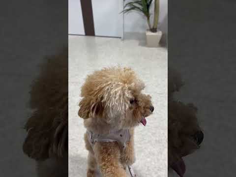 経営学科 動物病院に来たトイプードル14ヶ月 #toypoodle　#トイプードル