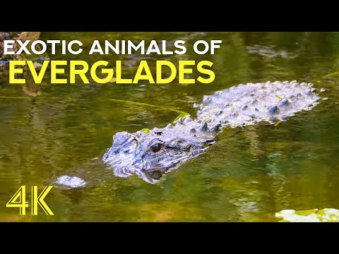 Exotic Animals of Florida - Alligators, Manatees & Turtles - 4K Everglades National Park Documentary
