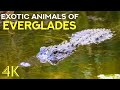 Exotic Animals Of Florida Alligators Manatees Turtles 4K Everglades National Park Documentary