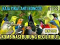 RAJA PIKAT SUARA PIKAT PEMANGGIL BURUNG KECIL LIAR PALING AMPUH 2026