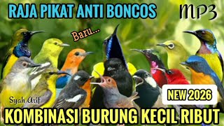 Download lagu RAJA PIKAT 😱 SUARA PIKAT PEMANGGIL BURUNG KECIL LIAR PALING AMPUH 2026 mp3