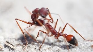 preview picture of video 'Bulldog ants fighting to the death in Langwarrin Reserve - Victoria, Australia'