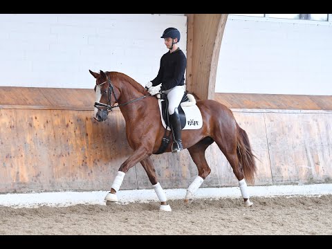 3-j. Stute von Franz Ferdinand